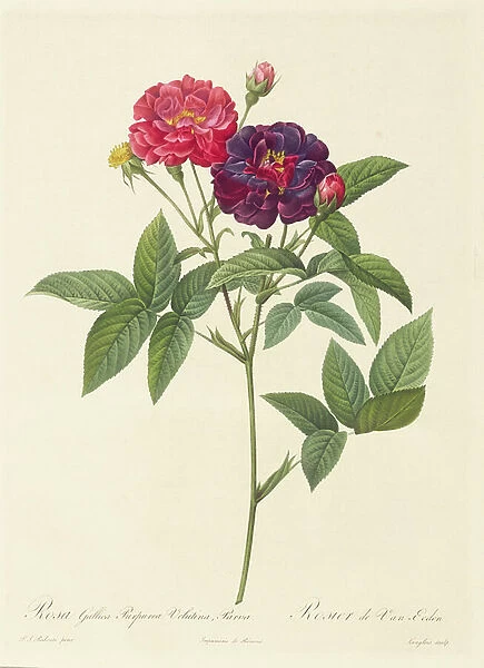 Rosa Gallica Purpurea Velutina, Parva
