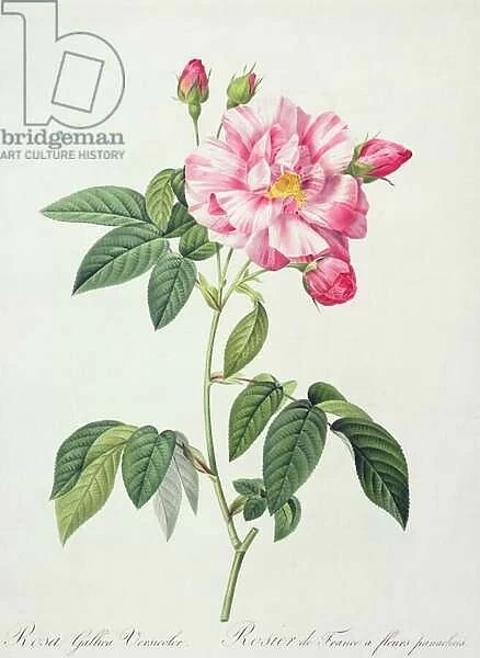 Rosa gallica versicolor (French rose), engraved by Langlois, from Les Roses