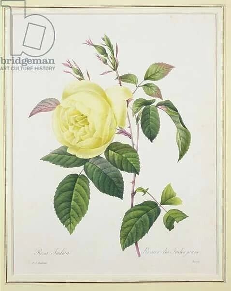 Rosa indica, engraved by Bessin, from Choix des Plus Belles Fleurs