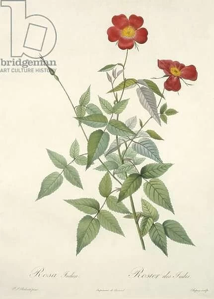 Rosa indica, engraved by Chapuy, from Les Roses, 1817-24 (coloured aquatint)