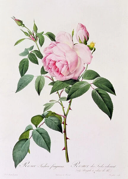 Rosa Indica Fragans (coloured engraving)