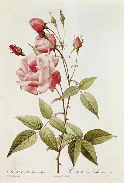 Rosa Indica Vulgaris, from Les Roses by Claude Antoine Thory (1757-1827)