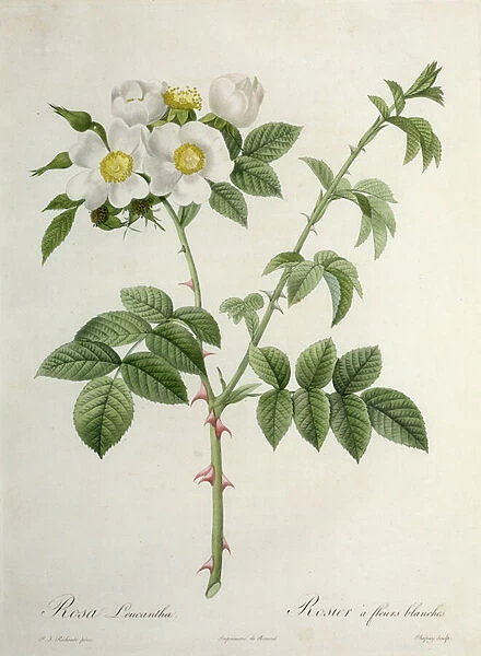 Rosa Leucantha, engraved by Chapuy, published by Remond (coloured engraving)