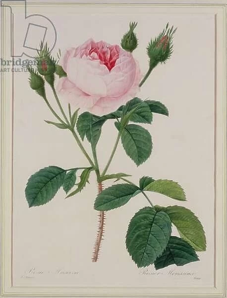 Rosa muscosa (moss rose), engraved by Victor, from Choix des Plus Belles Fleurs