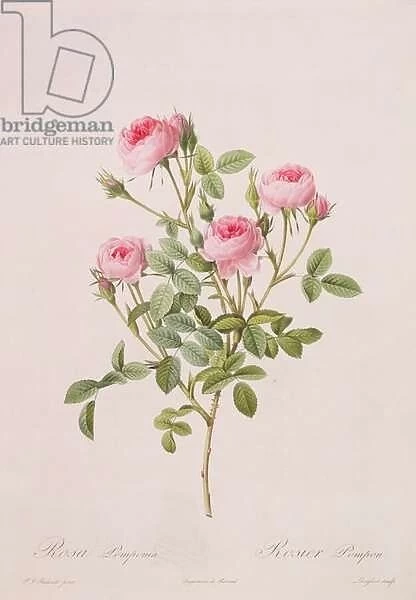 Rosa pomponia, engraved by Langlois, from Les Roses