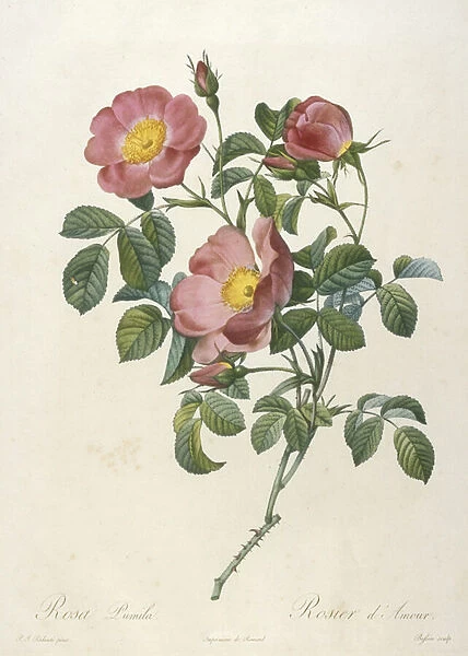 Rosa Pumila, Rosier d Amour, engraved by Bessin, from La Couronne Des Roses