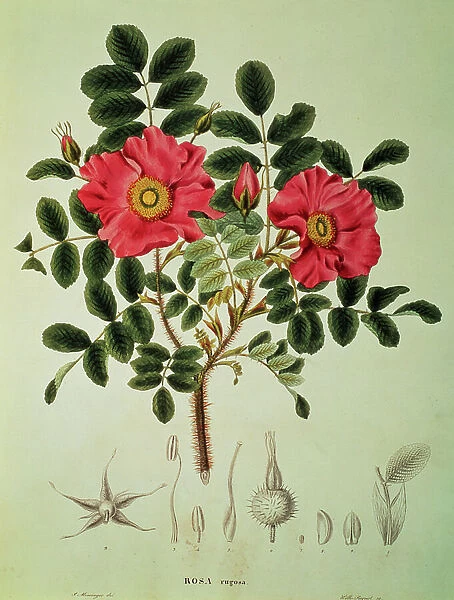 Rosa rugosa, from Flora Japonica, Vol 1, by von Siebold and Zuccarini, 1835