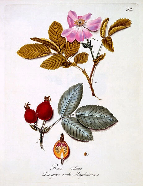 Rosa villosa, illustration from a book of German wild flowers by Johann Daniel von