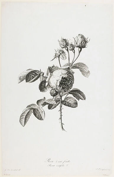 Rose a cent feuilles, from Fleurs Dessinees d apres Nature, c