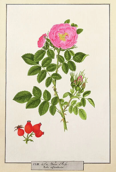Rose: Eglanteria, 1805, by T.Goetz