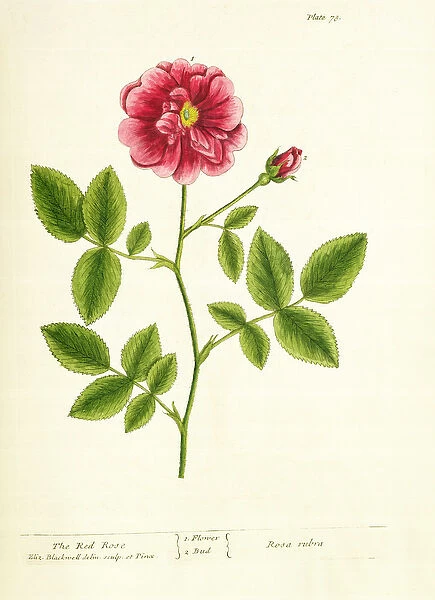 Rose: Gallica, from A Curious Herbal, 1737