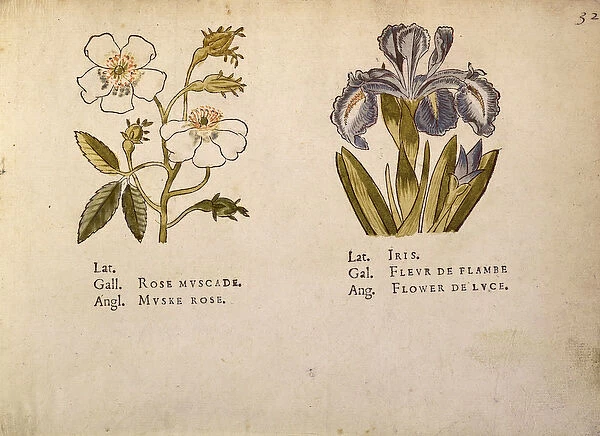 Rose and Iris, from La Clef des Champs