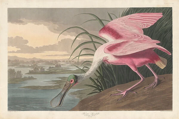 Roseate Spoonbill, 1836 (coloured engraving)