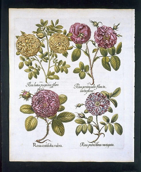 Roses, plate 95 from Hortus Eystettensis by Basil Besler (1561-1629) pub