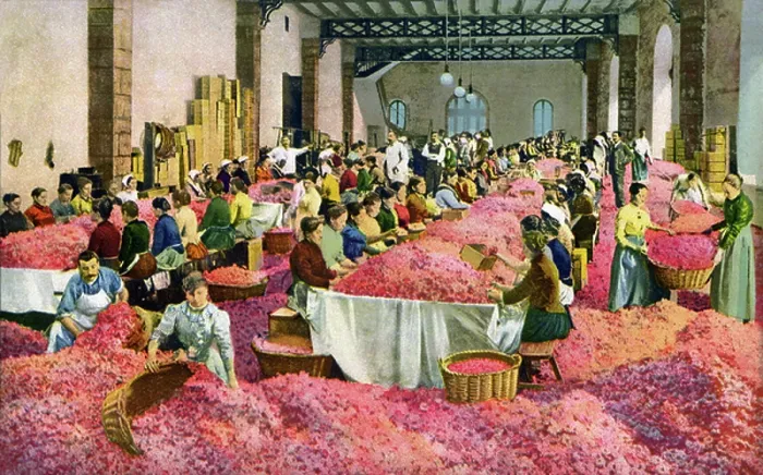 Framed Print : Roses sorting in Grasse (Var, Cote d'Azur) at Bruno-Court (Bruno Court) at the beginning of the 20th century - flower picking, perfume factory, feminine work - postcard RM