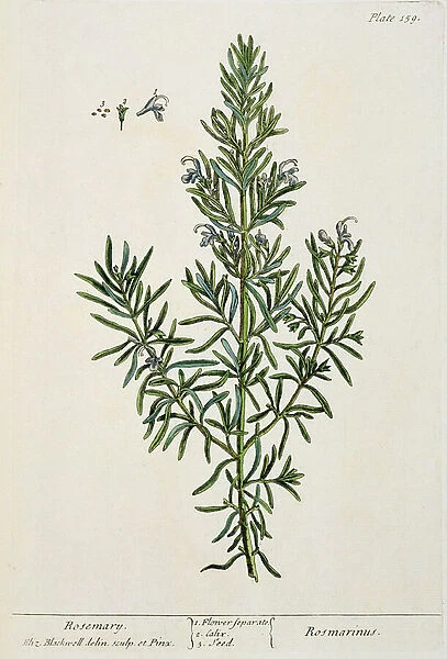 Rosmarinus Officinalis, from A Curious Herbal, 1782 (colour engraving)