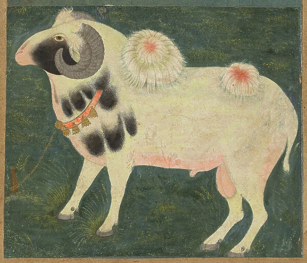 A royal ram with a gold chain, c. 1585 (opaque w / c & gold on paper)