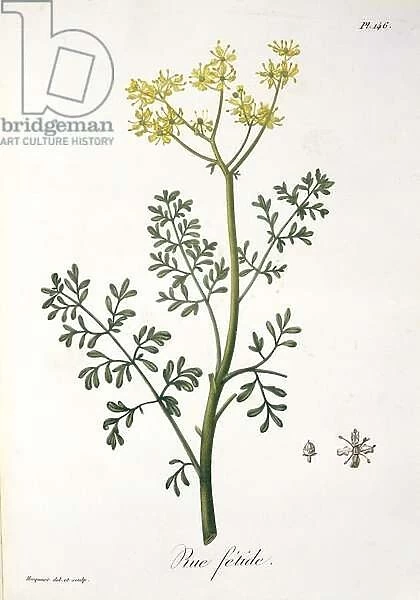 Rue from Phytographie Medicale by Joseph Roques (1772-1850)