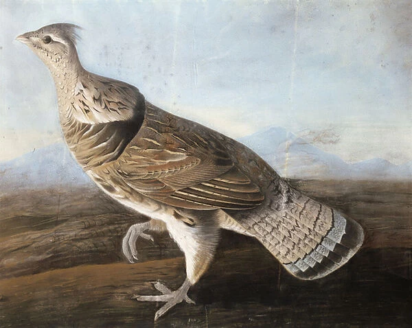 Ruffed Goose, c. 1812 (pastel on paper)