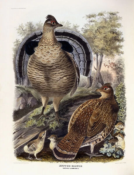 Ruffed Grouse, 1865 (hand-coloured lithograph)