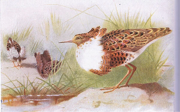 Ruffs and Reeves, from Birds of the British Isles and Their Eggs published by Frederick