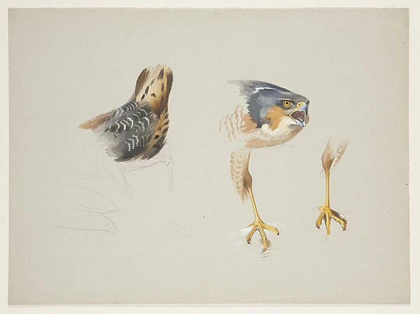 Rump of wader and head and legs of sparrowhawk, c. 1915