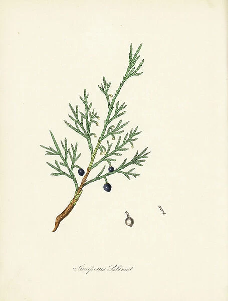 Sabine juniper - Common savin or juniper savin, Juniperus sabina. Taken from an illustration by James Sowerby from William Woodville and Sir William Jackson Hooker's 'Medical Botany. ' Handcoloured zincograph by C