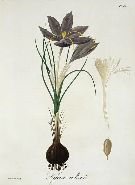 Saffron Crocus from Phytographie Medicale by Joseph Roques (1772-1850)