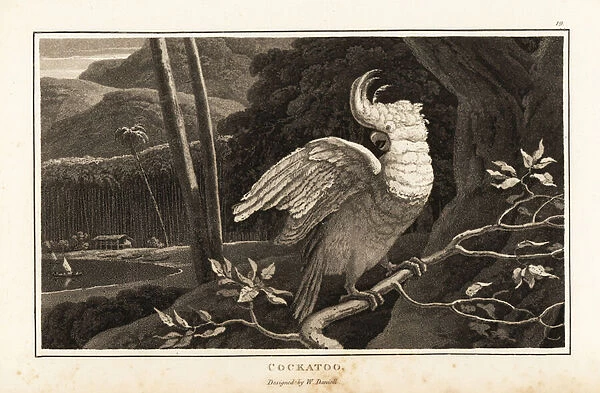 Salmon-crested cockatoo perched on a branch near the coast. 1807 (aquatint)