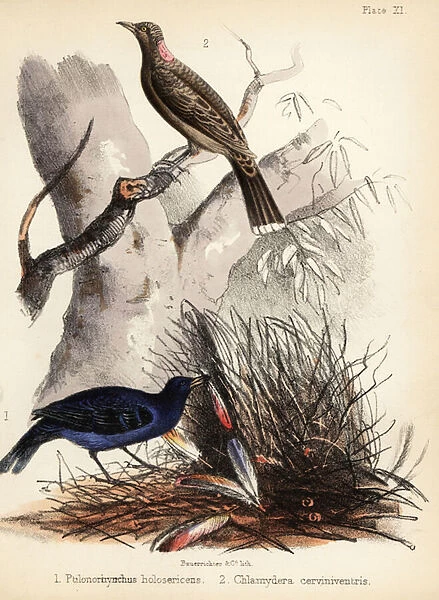 Satin and fawn-breasted bowerbirds. 1855 (lithograph)