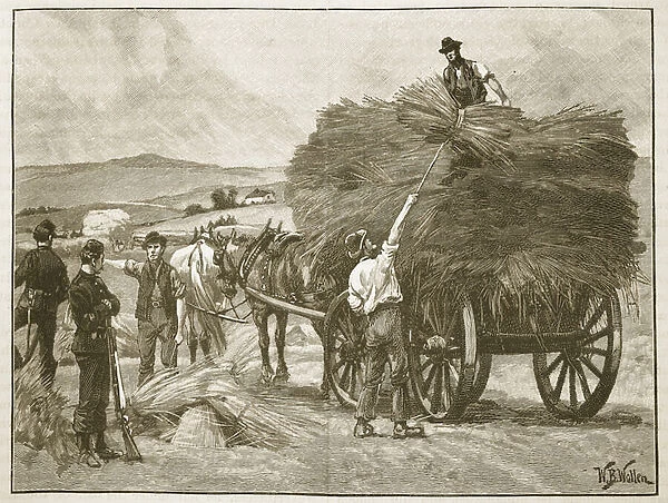 The saving of Captain Boycotts crops, illustration from Cassell
