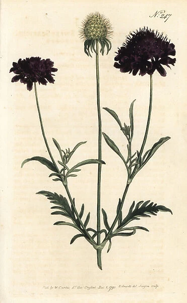 Scabieuse of gardens - Sweet scabious, Scabiosa atropurpurea. Handcoloured copperplate engraving by Sansom after an illustration by Sydenham Edwards rom William Curtis Botanical Magazine, London, 1793