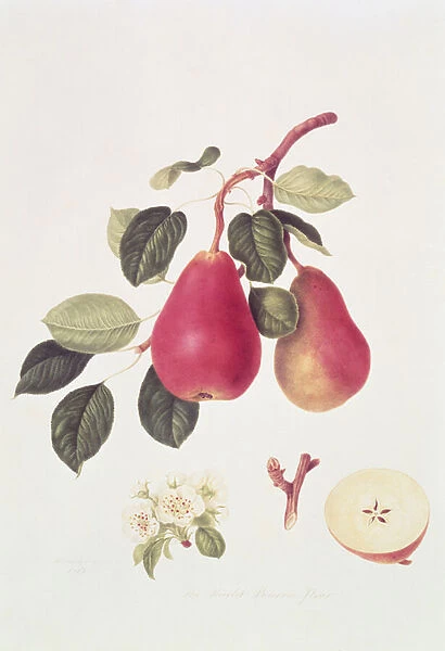 The Scarlet Beurree Pear, 1819 (w  /  c on paper)