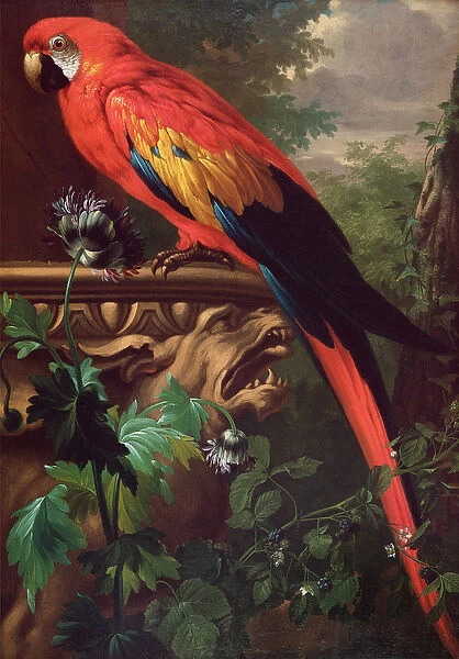 Scarlet Macaw in a Landscape (oil on canvas)