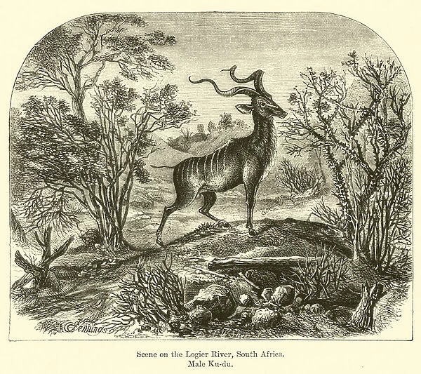 Scene on the Logier River, South Africa, Male Ku-du (engraving)