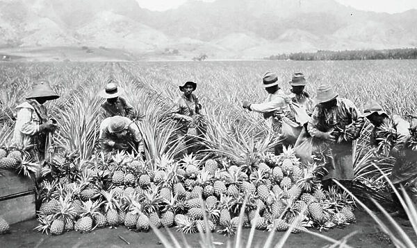 Scene on a pineapple plantation, with harvested pineapples, Hawaii, c.1910-25