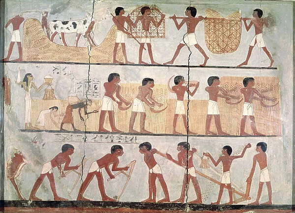 Scenes of sowing and harvesting, from the Tomb of Unsou, East Thebes, New Kingdom (c