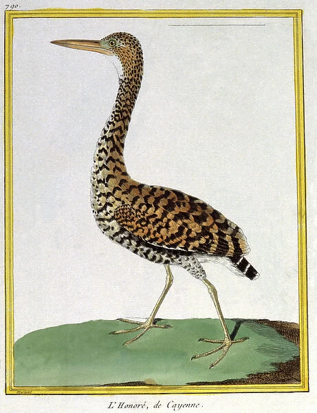 Science. Zoology. Heron of Cayenne (French Guiana). Engraving by Francois Nicolas