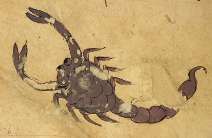 Framed Print : Scorpion. BL3292180 Scorpion.; British Library, London, UK; (add.info.