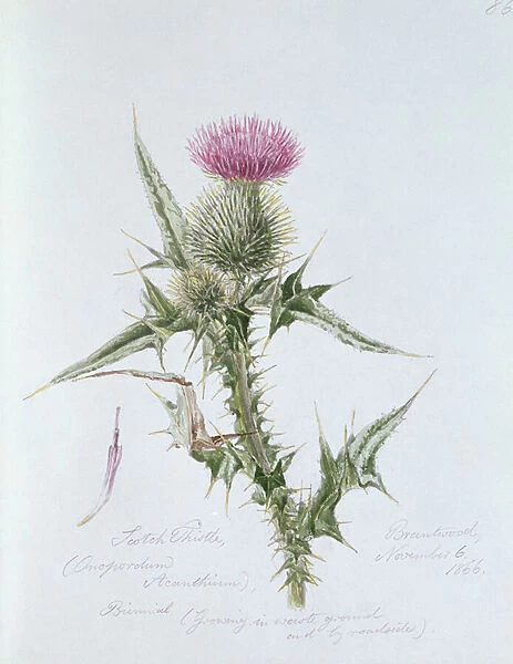 Scotch Thistle, painted at Brantwood, 6th November 1866 (w  /  c on paper)
