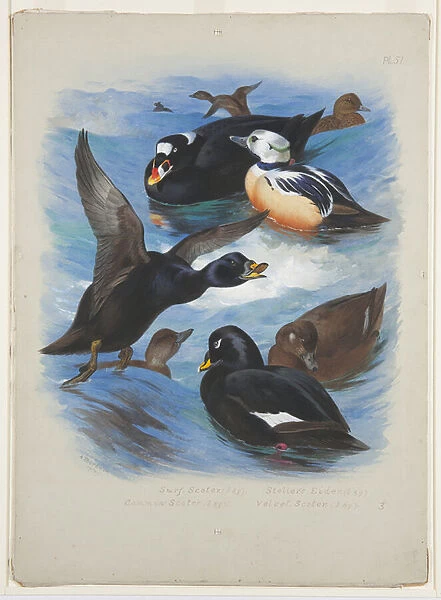 Scoters and stellers eider, c. 1915 (w  /  c & bodycolour over pencil on paper)