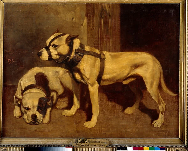 Scottish Bulldog and Terrier Bad Dog with muzzle. Painting by Alexandre Gabriel Decamps