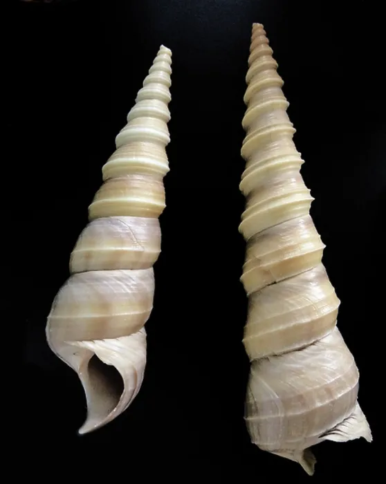 Framed Print : The screw shell