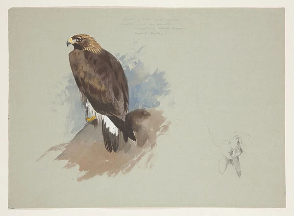 Sea eagle and pencil sketch of rabbit, c. 1915 (w  /  c & bodycolour over pencil on paper)
