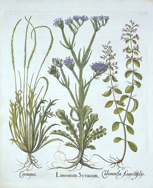 Sea Lavender, Swine Cress, Calamint, from Hortus Eystettensis