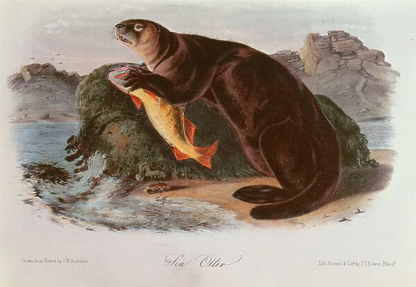 Sea Otter from Quadrupeds of North America (1842-5)