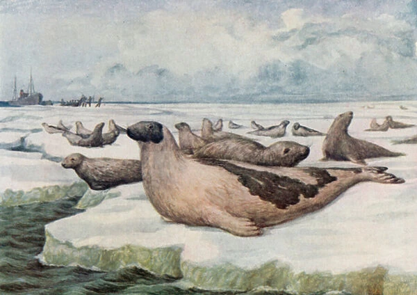 Seal-hunting, Newfoundland (colour litho)