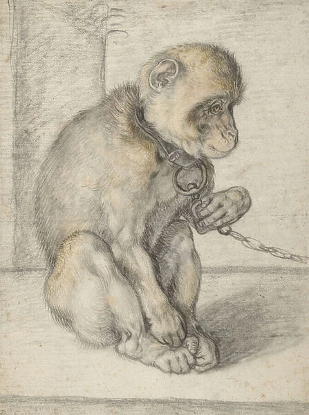A Seated Monkey on a Chain, 1592-1602 (black, ochre and red chalks)