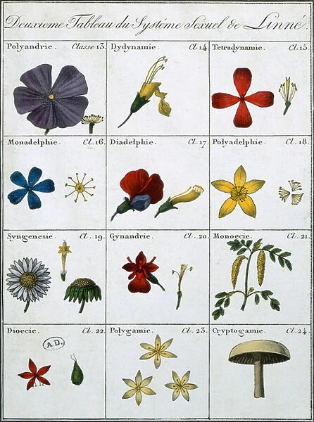 Second Table of the Linnean Plant Sexual System (coloured engraving)