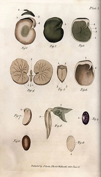 Seeds and their sections: varieties of common bean and fig seed. Coloured copper engraving, illustration by Sydenham Edwards (1768-1819) for Conferences of Botanical, Botanical Garden of Lambeth (England), 1805, by William Curtis (1746-1799)